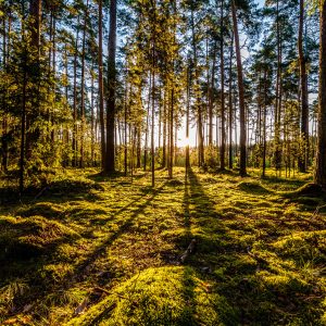 Peinture en plusieurs parties Rayons De Soleil Du Matin Dans La Forêt – Image 1