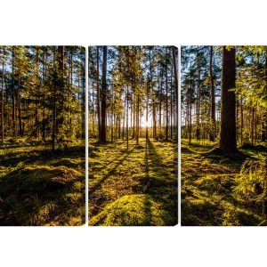 Peinture en plusieurs parties Rayons De Soleil Du Matin Dans La Forêt – Image 2