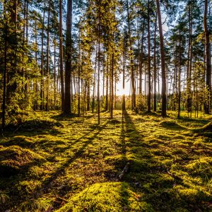 Peinture en plusieurs parties Rayons De Soleil Du Matin Dans La Forêt – Image 1