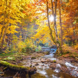 Peinture en plusieurs parties Paysage De Forêt D'automne 3D – Image 1