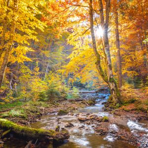 Peinture en plusieurs parties Paysage De Forêt D'automne 3D – Image 1