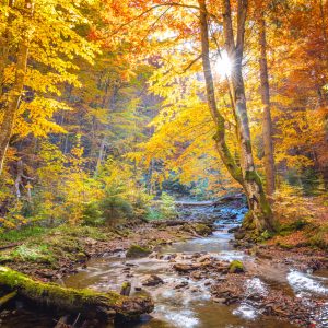 Peinture en plusieurs parties Paysage De Forêt D'automne 3D – Image 1