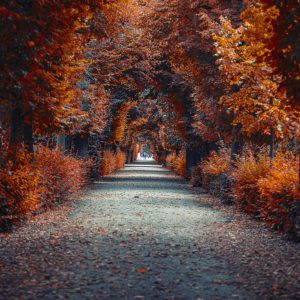 Peinture en plusieurs parties Un Chemin Au Fond De La Forêt D'automne – Image 1