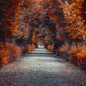 Peinture en plusieurs parties Un Chemin Au Fond De La Forêt D'automne – Image 1