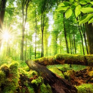 Peinture en plusieurs parties Rayons Du Soleil Dans La Forêt 3D – Image 1
