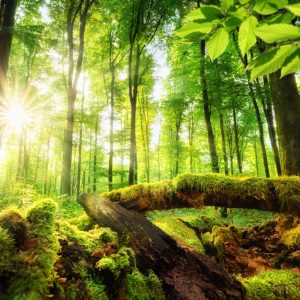 Peinture en plusieurs parties Rayons Du Soleil Dans La Forêt 3D – Image 1