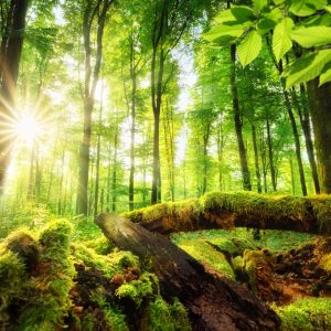 Peinture en plusieurs parties Rayons Du Soleil Dans La Forêt 3D – Image 1