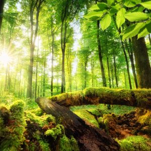 Peinture en plusieurs parties Rayons Du Soleil Dans La Forêt 3D – Image 1