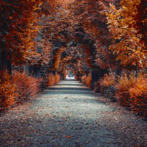 Peinture en plusieurs parties Un Chemin Au Fond De La Forêt D'automne – Image 1