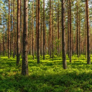 Peinture en plusieurs parties Pinède 3D – Image 1