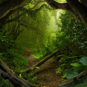 Peinture en plusieurs parties Chemin Dans La Forêt Tropicale – Image 1