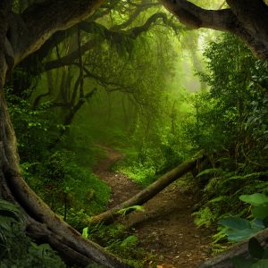 Peinture en plusieurs parties Chemin Dans Une Forêt Tropicale – Image 1