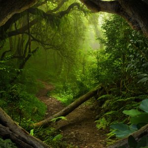 Peinture en plusieurs parties Chemin Dans La Forêt Tropicale – Image 1