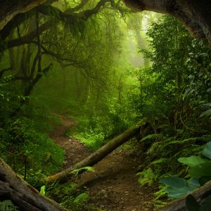 Peinture en plusieurs parties Chemin Dans La Forêt Tropicale – Image 1