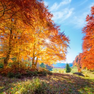 Peinture en plusieurs parties Arbres D'automne Colorés – Image 1
