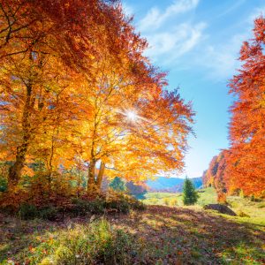 Peinture en plusieurs parties Arbres D'automne Colorés – Image 1