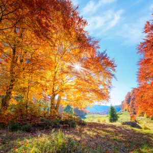 Peinture en plusieurs parties Arbres D'automne Colorés – Image 1