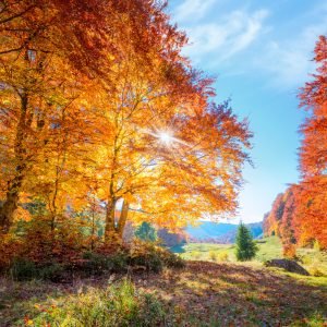 Peinture en plusieurs parties Arbres D'automne Colorés – Image 1