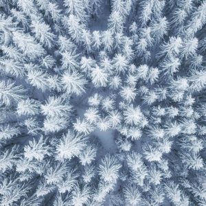 Peinture en plusieurs parties Vue Aérienne De La Forêt D'hiver – Image 1