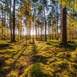 Peinture en plusieurs parties Paysage Forestier Ensoleillé 3D – Image 1