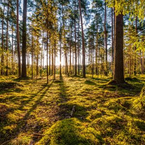 Peinture en plusieurs parties Paysage Forestier Ensoleillé 3D – Image 1