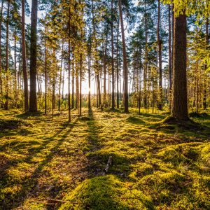Peinture en plusieurs parties Paysage Forestier Ensoleillé 3D – Image 1