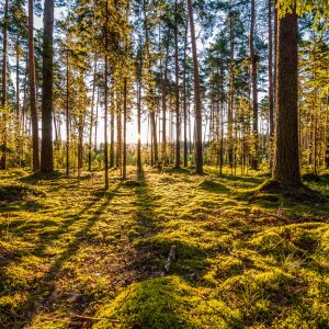 Peinture en plusieurs parties Paysage Forestier Ensoleillé 3D – Image 1
