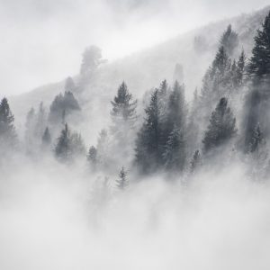 Peinture en plusieurs parties Forêt Couverte De Brouillard – Image 1