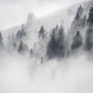 Peinture en plusieurs parties La Forêt Est Enveloppée De Brouillard – Image 1