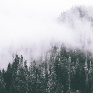 Peinture en plusieurs parties Une Forêt Enveloppée De Brouillard – Image 1