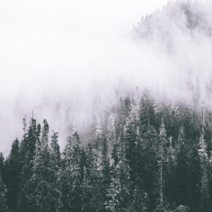 Peinture en plusieurs parties Une Forêt Enveloppée De Brouillard – Image 1