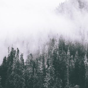Peinture en plusieurs parties Une Forêt Enveloppée De Brouillard – Image 1
