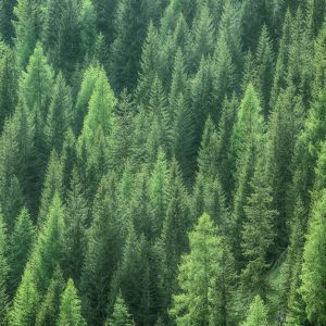 Peinture en plusieurs parties Vue 3D De La Forêt Verte – Image 1