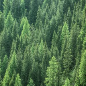 Peinture en plusieurs parties Vue 3D De La Forêt Verte – Image 1