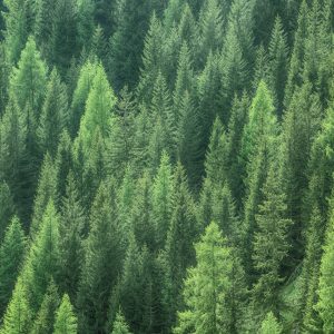 Peinture en plusieurs parties Vue 3D De La Forêt Verte – Image 1