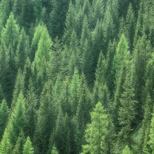 Peinture en plusieurs parties Vue 3D De La Forêt Verte – Image 1