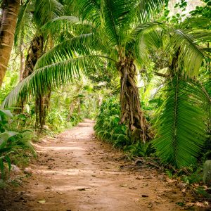 Peinture en plusieurs parties Chemin Dans Une Forêt Tropicale 3D – Image 1