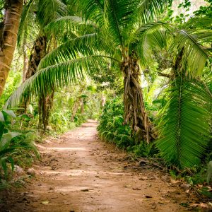 Peinture en plusieurs parties Chemin Dans Une Forêt Tropicale 3D – Image 1