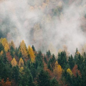 Peinture en plusieurs parties Forêt D'automne Dans Le Brouillard 3D – Image 1