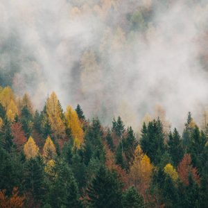 Peinture en plusieurs parties Forêt D'automne Dans Le Brouillard 3D – Image 1