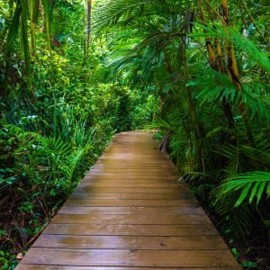 Peinture en plusieurs parties Pont En Bois Dans Une Forêt Tropicale 3D – Image 1