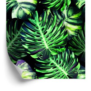 Papier Peint Feuilles De Monstera Tropicales – Image 2