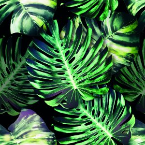 Papier Peint Feuilles De Monstera Tropicales – Image 1