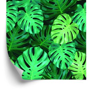 Papier Peint Feuilles De Monstère – Image 2