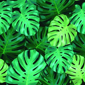 Papier Peint Feuilles De Monstère – Image 1