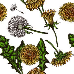 Papier Peint Pissenlits En Fleurs – Image 1