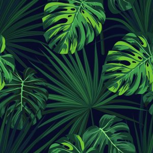Papier Peint Feuilles De Monstera Tropicales Sur Fond Sombre – Image 1