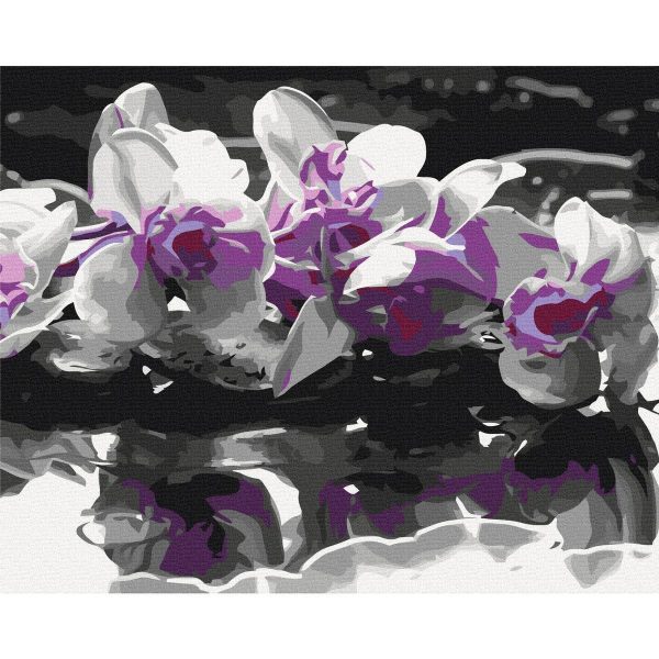 Peinture par numéros - Purple Orchid (Black Background & Reflection In The Water)